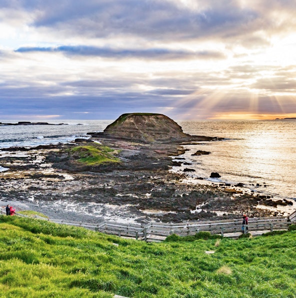Explore Phillip Island Nature Park: Must-do guided tours for nature lovers