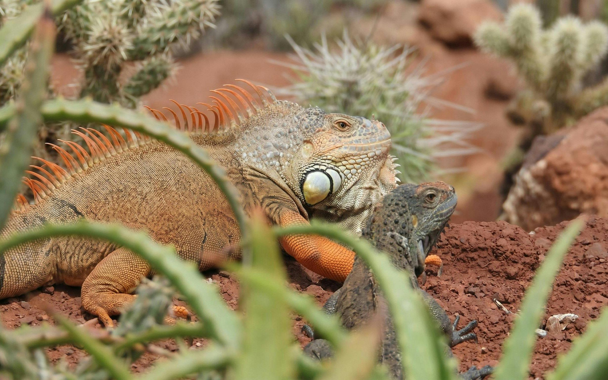 Iguanas resting among desert plants at Agadir Crocoparc.