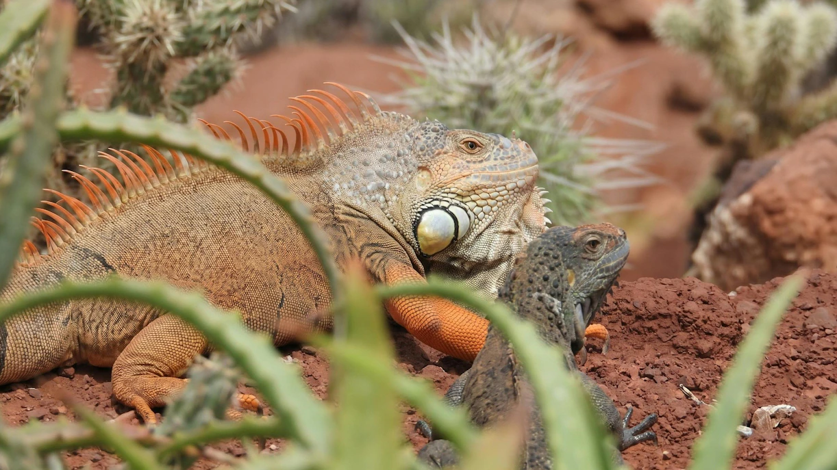 Iguanas resting among desert plants at Agadir Crocoparc.