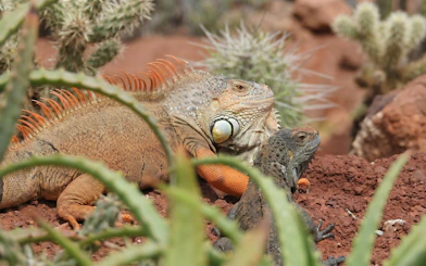 Iguanas resting among desert plants at Agadir Crocoparc.
