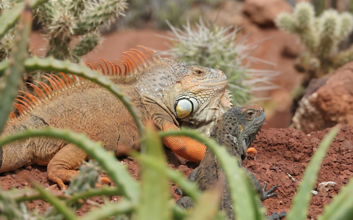 Iguanas resting among desert plants at Agadir Crocoparc.