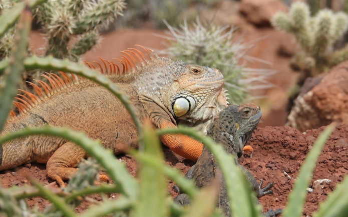 Iguanas resting among desert plants at Agadir Crocoparc.