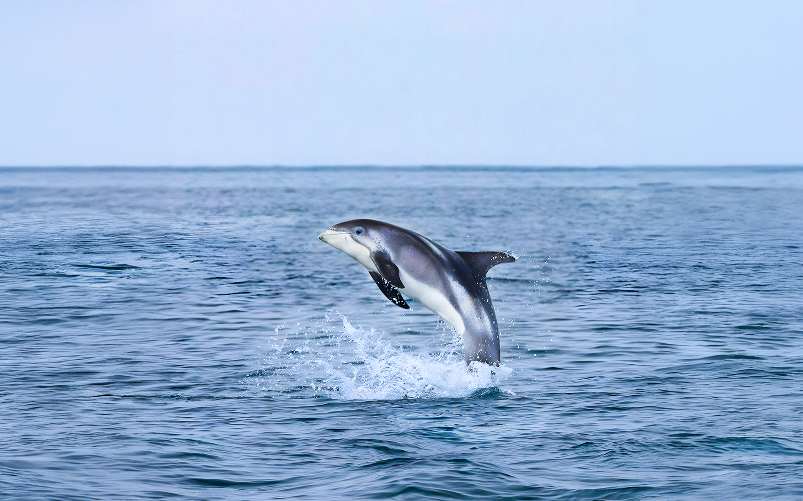 White-beaked dolphin leaping from the water during Akureyri whale watching tour in Iceland.