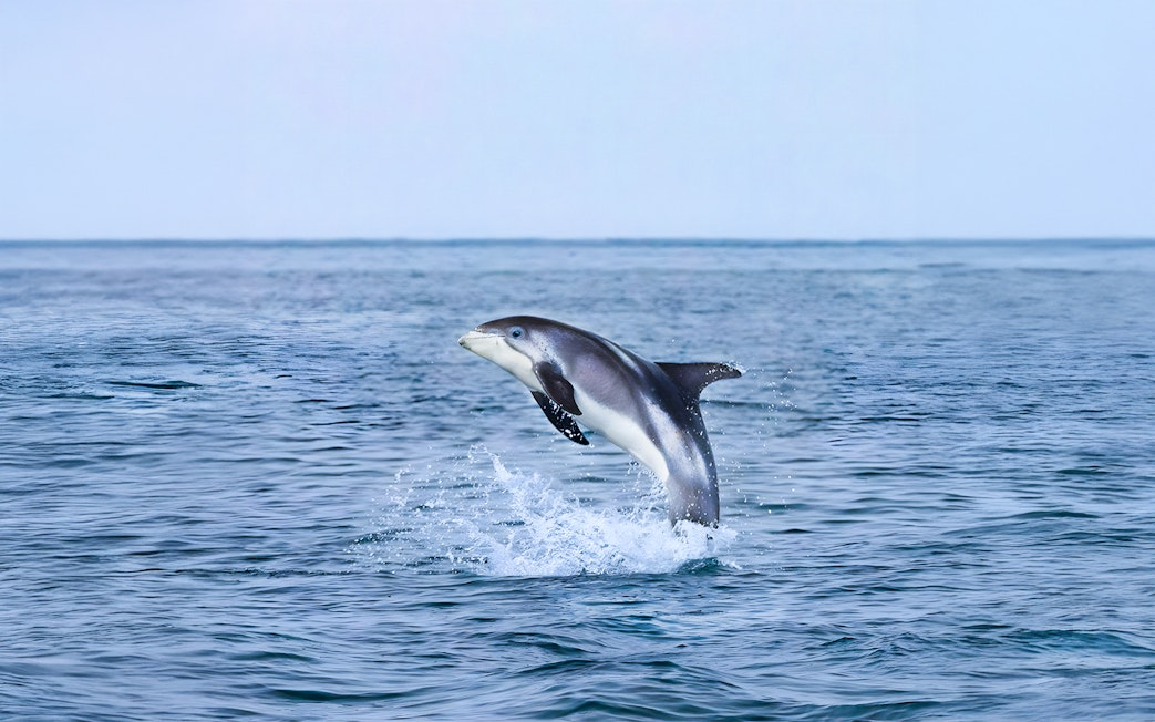 White-beaked dolphin leaping from the water during Akureyri whale watching tour in Iceland.