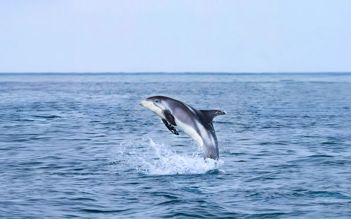 White-beaked dolphin leaping from the water during Akureyri whale watching tour in Iceland.