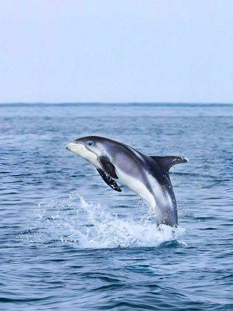 White-beaked dolphin leaping from the water during Akureyri whale watching tour in Iceland.