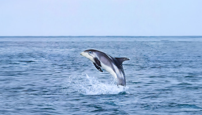 white beaked dolphin