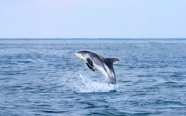 White-beaked dolphin leaping from the water during Akureyri whale watching tour in Iceland.