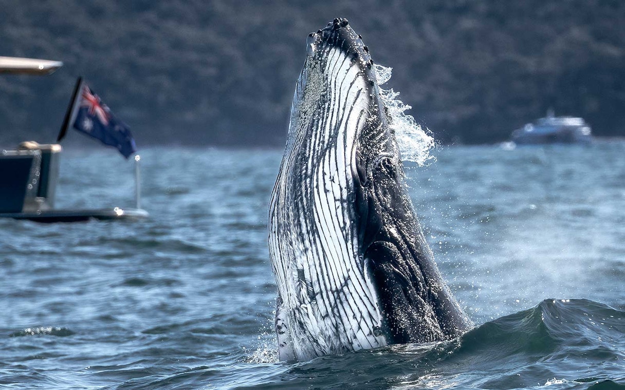 Whale breaching near a boat during an ocean whale watching experience.