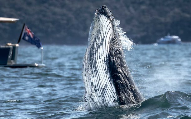 Whale breaching near a boat during an ocean whale watching experience.