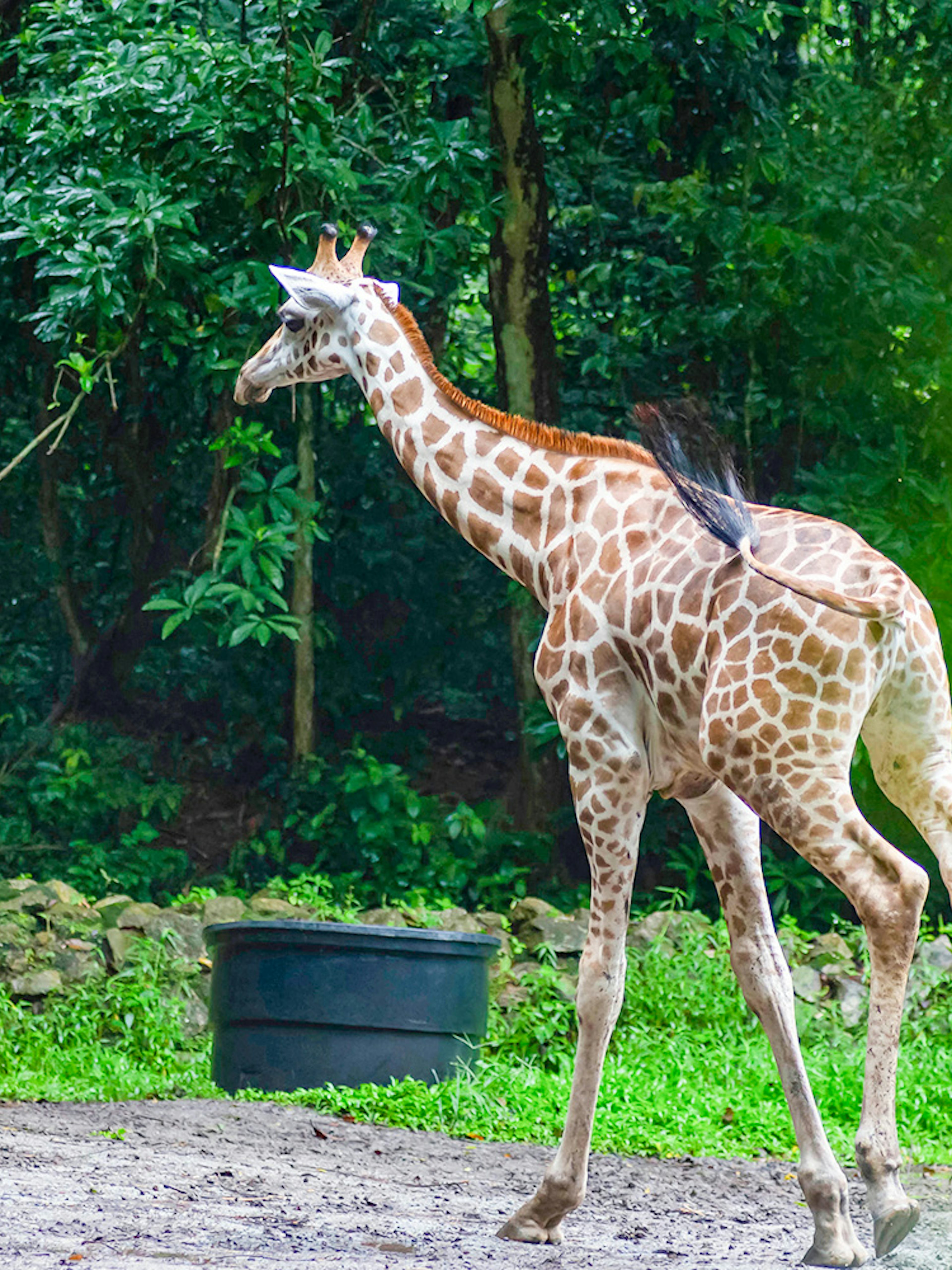 Baby giraffe running at Zoo Melaka.