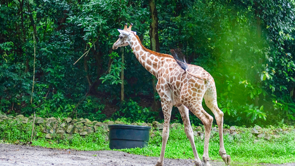 Baby giraffe running at Zoo Melaka.