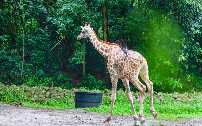 Baby giraffe running at Zoo Melaka.