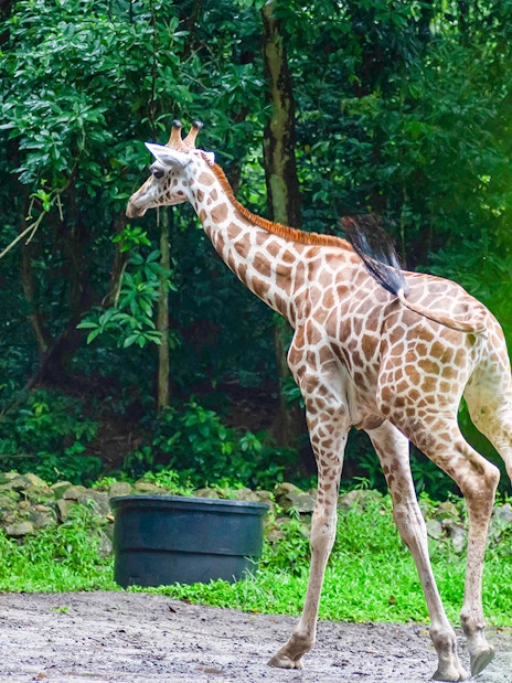 Baby giraffe running at Zoo Melaka.