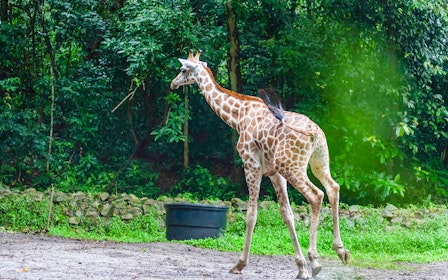 A'Famosa Safari Wonderland Tickets