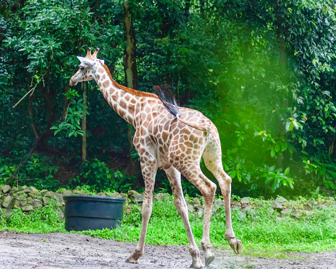 A'Famosa Safari Wonderland Tickets