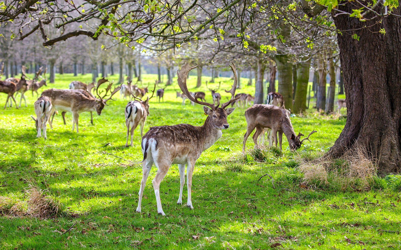 Phoenix Park