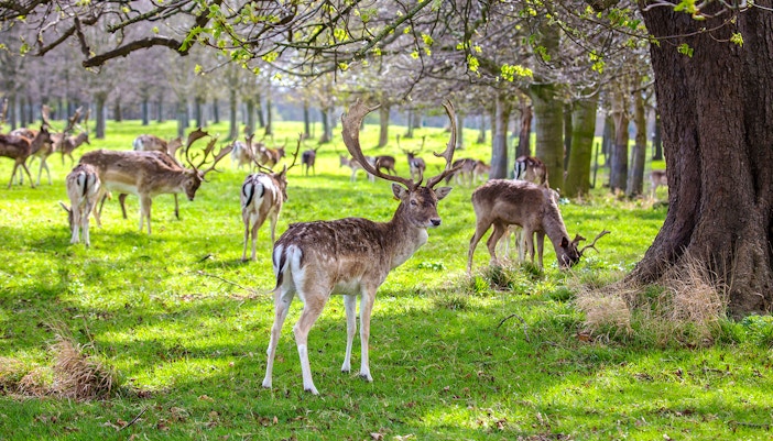 Double-decker bus touring Phoenix Park, Dublin, with tourists exploring landmarks.