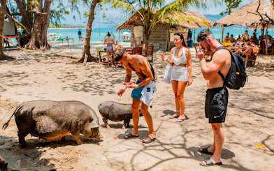 Tourists feeding pigs on Koh Samui Pig Island during a speedboat tour.