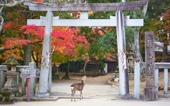 Deer under torii gate with autumn leaves at Nara UNESCO World Heritage Site.