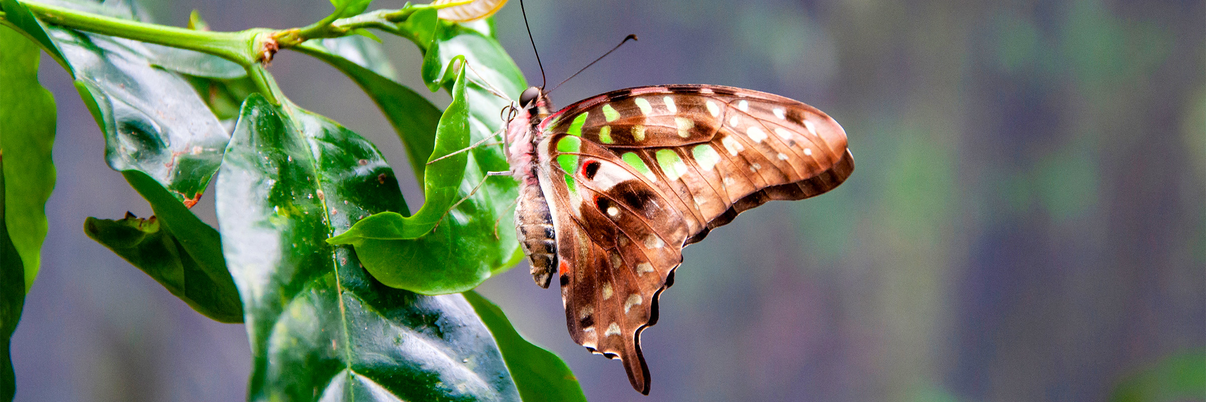 Butterfly Garden Abu Dhabi: A brand-new attraction awaits