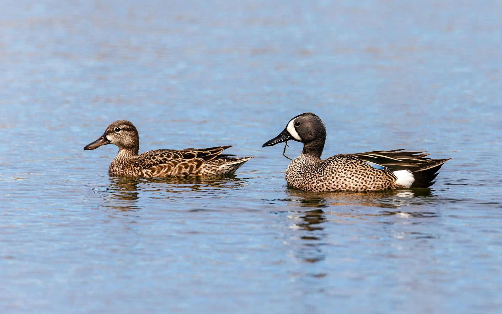 Ducks swimming in Everglades National Park.