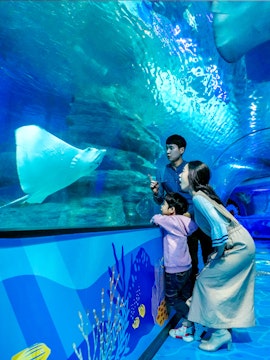 Family observing stingray at SEA LIFE Busan Aquarium tunnel.