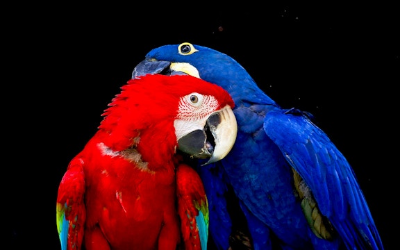 Bird Paradise tickets