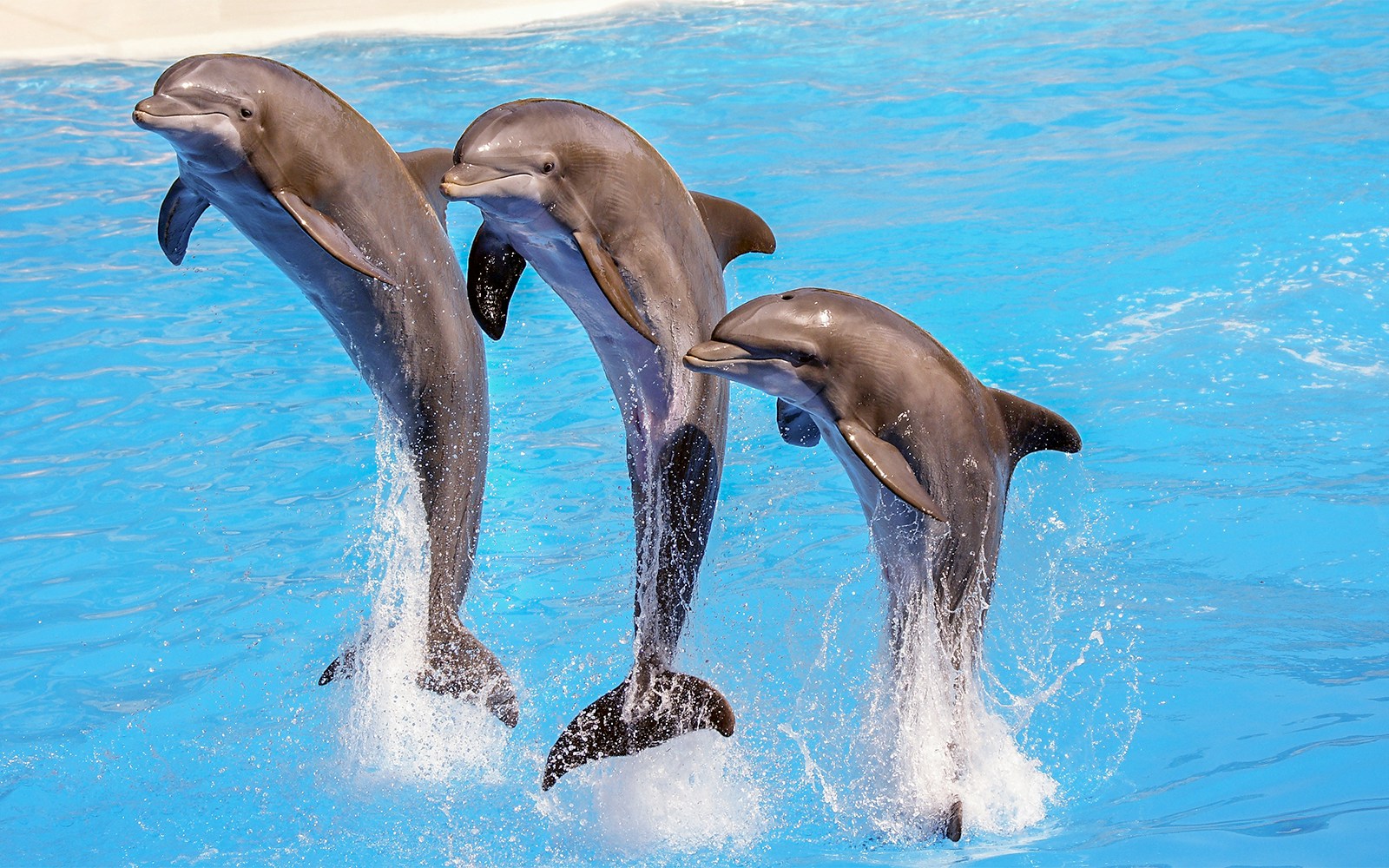 Nice Sightseeing Cruise