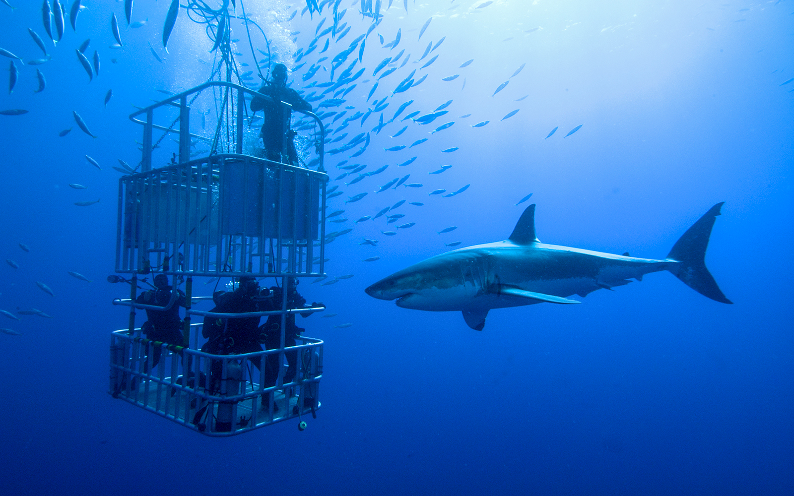 Dubai Aquarium - dare da mangiare agli squali
