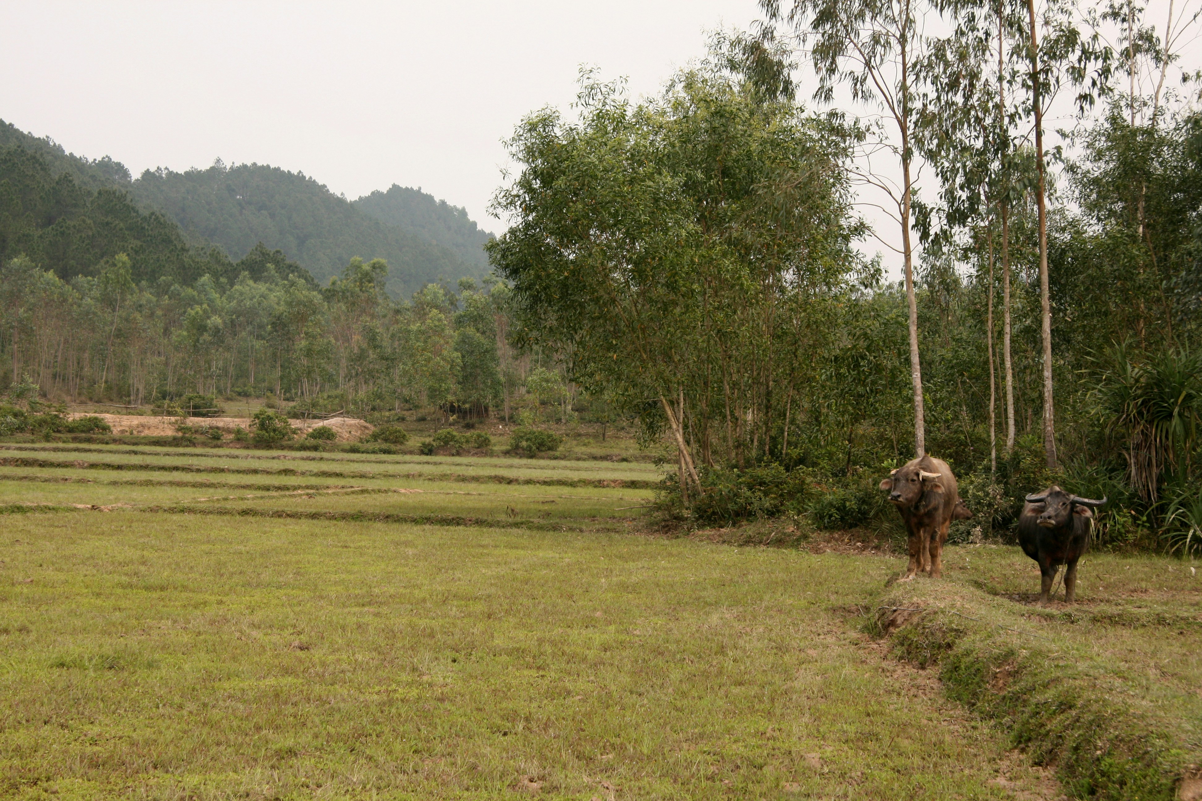 Buffalo grazing in rice paddies near My Son Sanctuary, Vietnam.