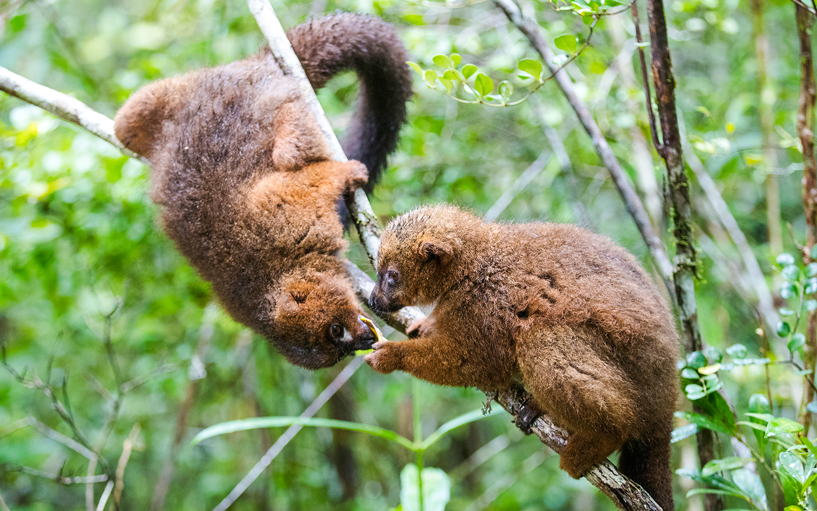 Red-bellied lemurs interacting on a branch at Bioparc Valencia.