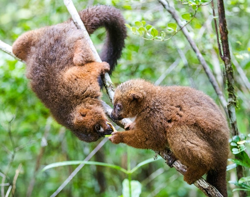 Red-bellied lemurs interacting on a branch at Bioparc Valencia.