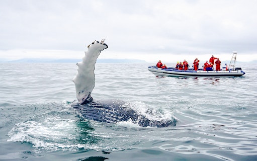 RIB boat with tourists watching a whale in the ocean.