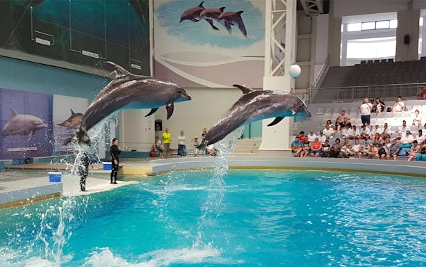 Dolphins performing jumps at Dolphinarium in Constanta with audience watching.