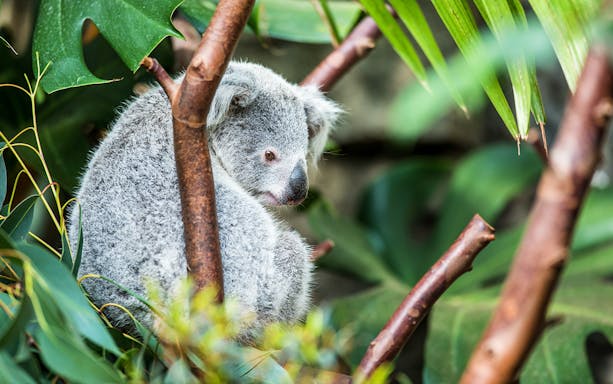 Koala resting among eucalyptus leaves at Rainforestation Nature Park, Cairns.