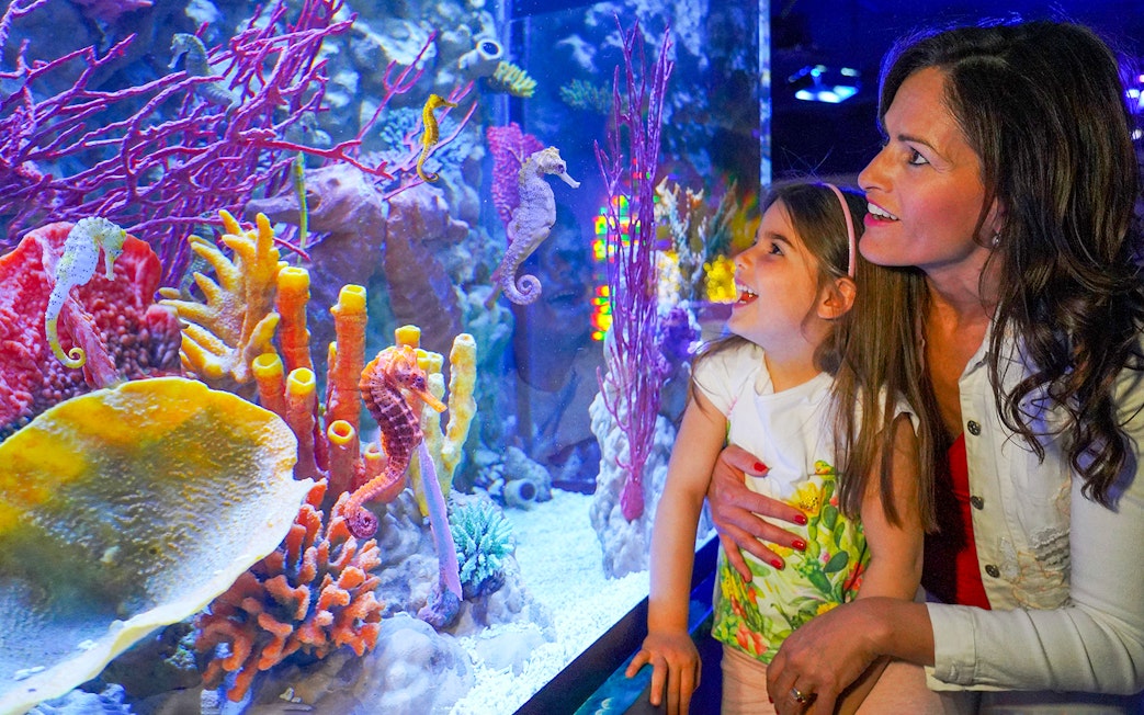 Mother and daughter observing seahorses at Sea Life Aquarium, Verona.