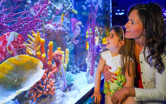 Mother and daughter observing seahorses at Sea Life Aquarium, Verona.