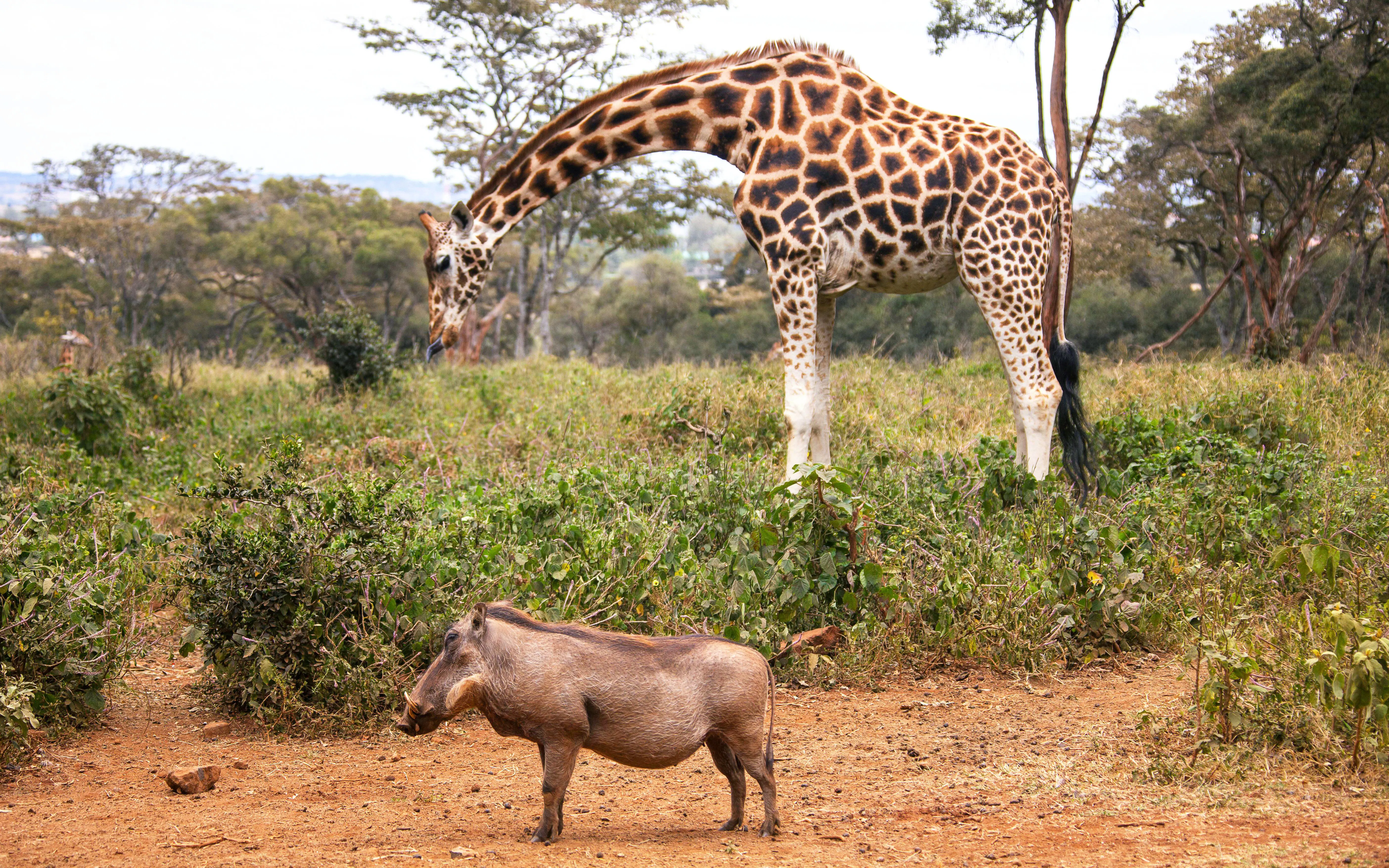 Giraffe and warthog in the AFEW Giraffe Centre, Nairobi, Kenya.