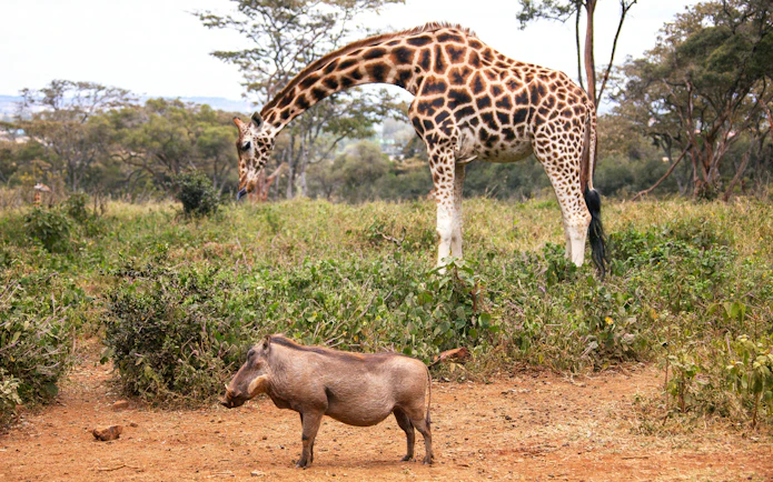 Giraffe and warthog in the AFEW Giraffe Centre, Nairobi, Kenya.