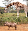 Giraffe Centre Nairobi