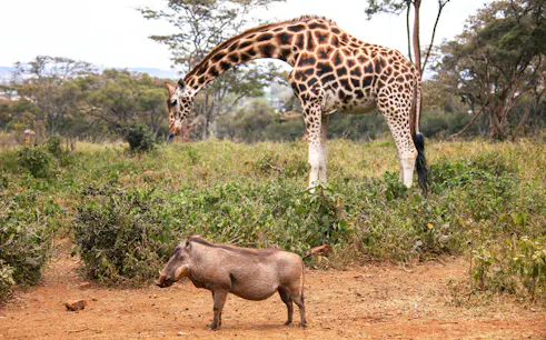 Giraffe and warthog in the AFEW Giraffe Centre, Nairobi, Kenya.