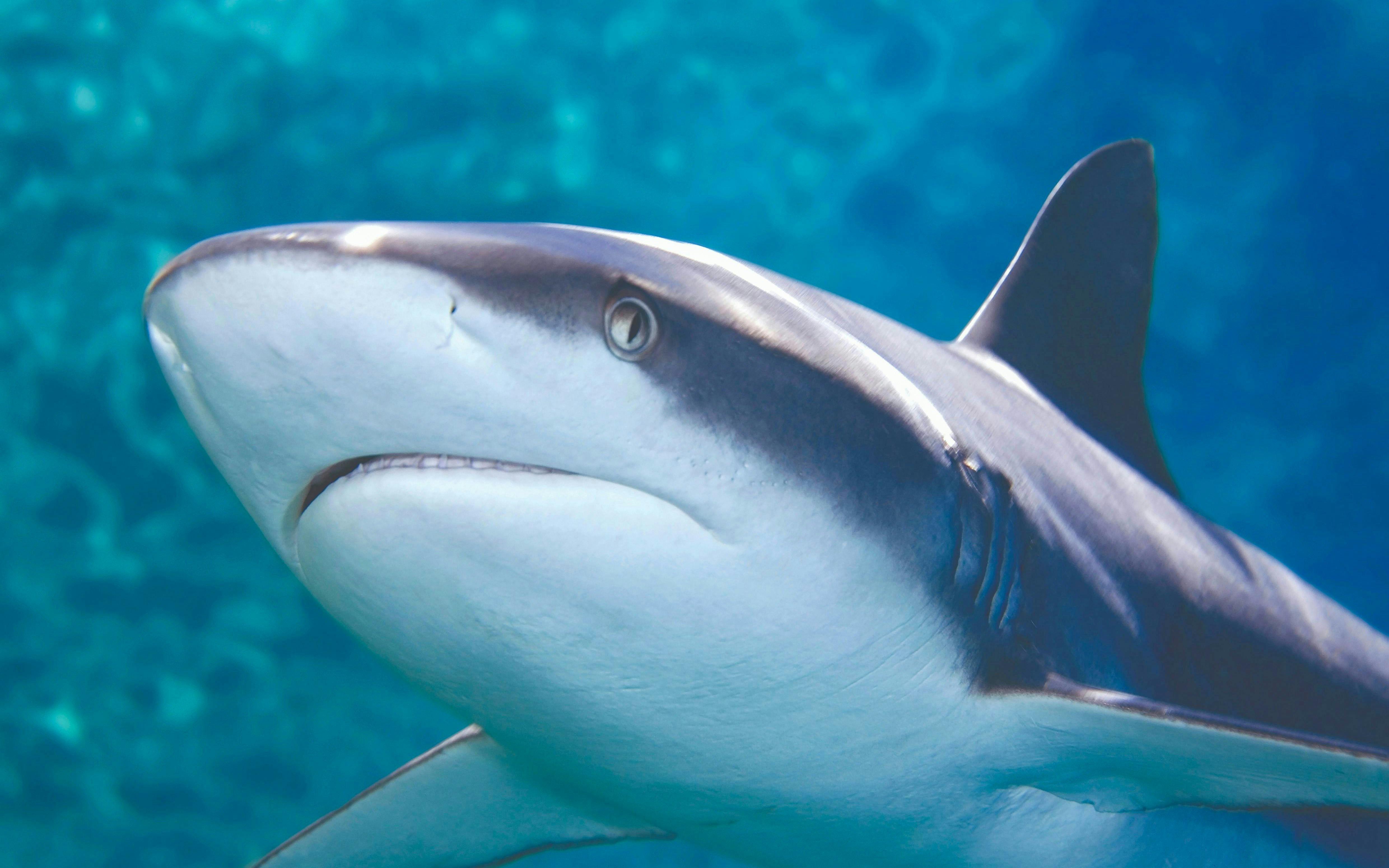 Reef shark swimming at Bournemouth Oceanarium.