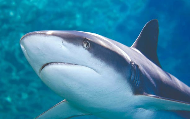 Reef shark swimming at Bournemouth Oceanarium.