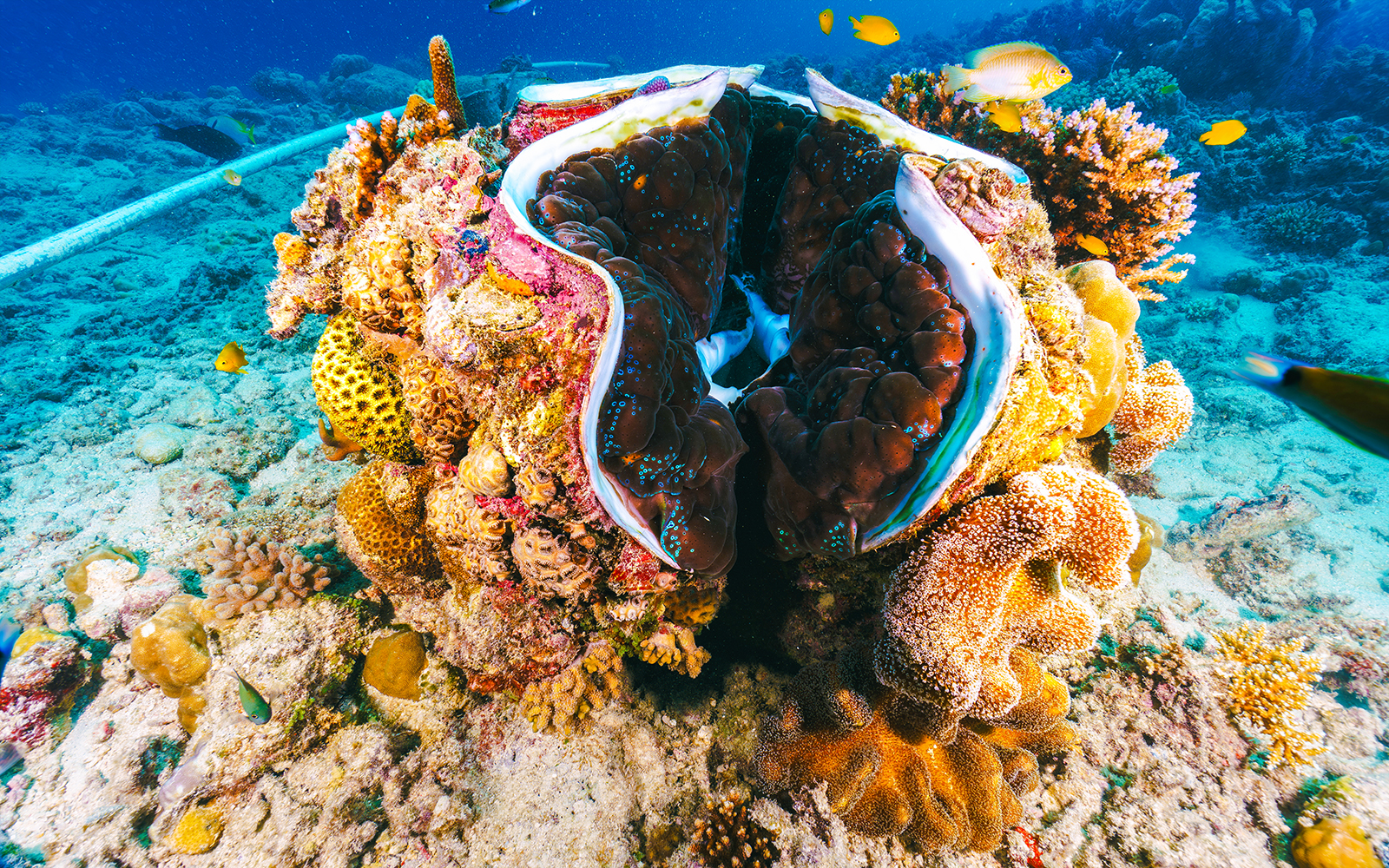 Giant clam among colorful coral in the Great Barrier Reef, Australia.
