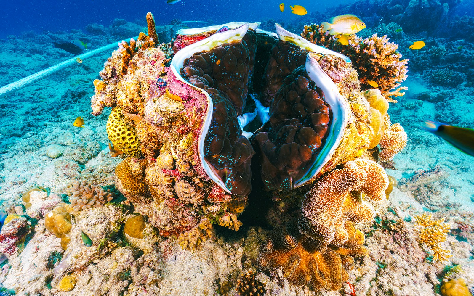 Giant clam among colorful coral in the Great Barrier Reef, Australia.