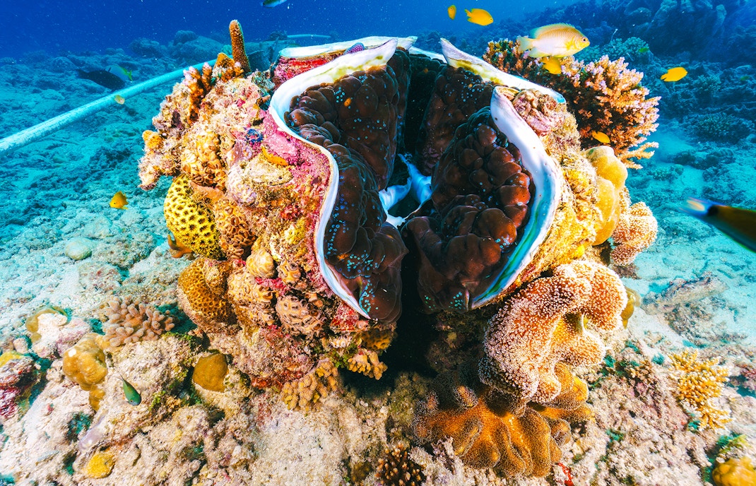 Giant clam among colorful coral in the Great Barrier Reef, Australia.