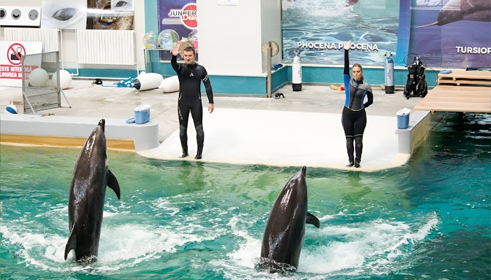 Highlights of Constanta Dolphinarium