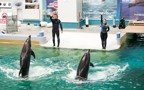 Dolphins performing with trainers at Dolphinarium in Constanta.
