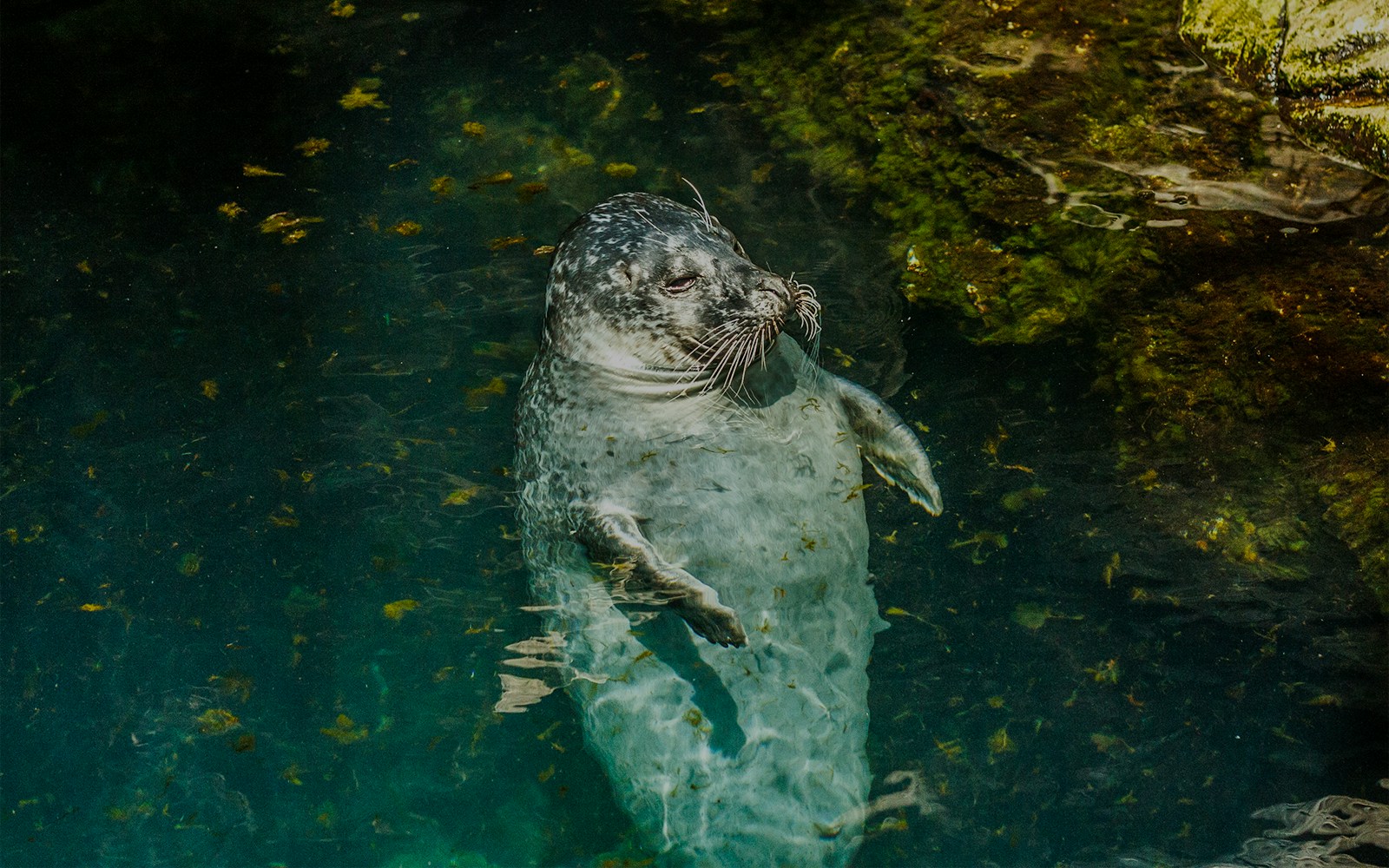 Genoa Aquarium - Seals